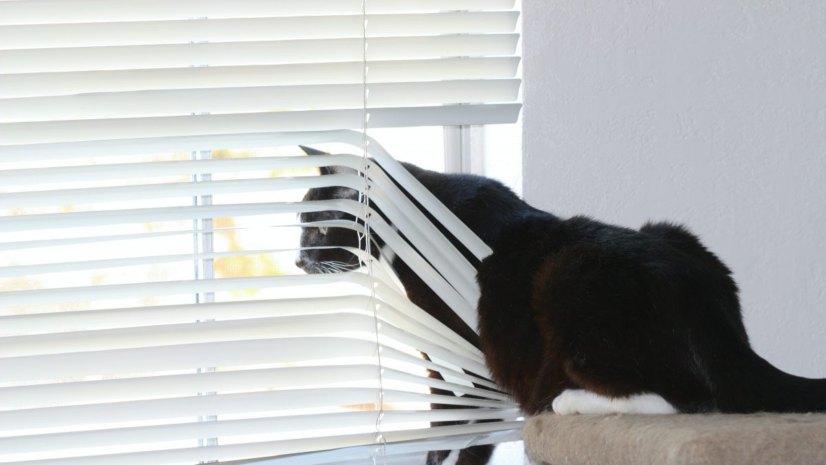 cat looking through window treatments