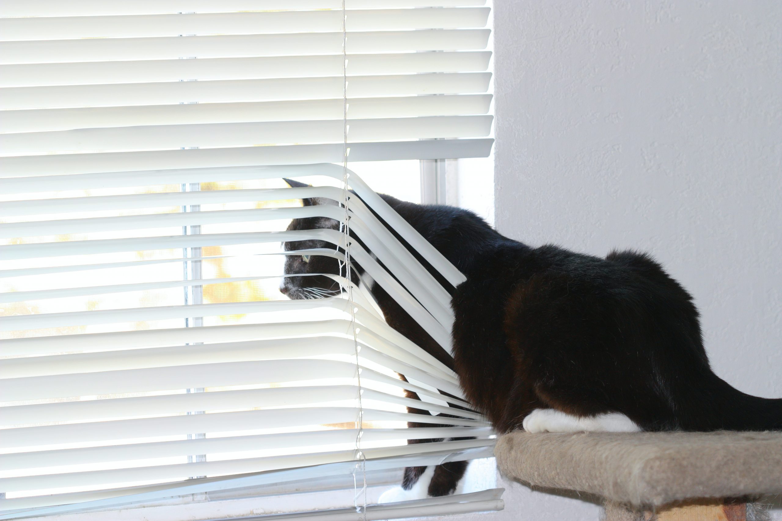 cat looking through window treatments