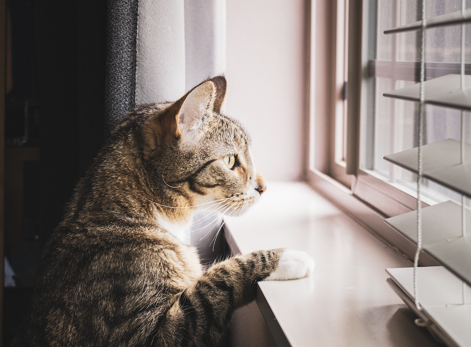 cat looking through window and blinds